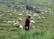 shepherd