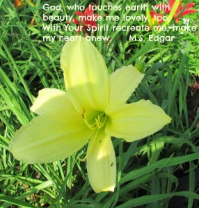 Yellow lily