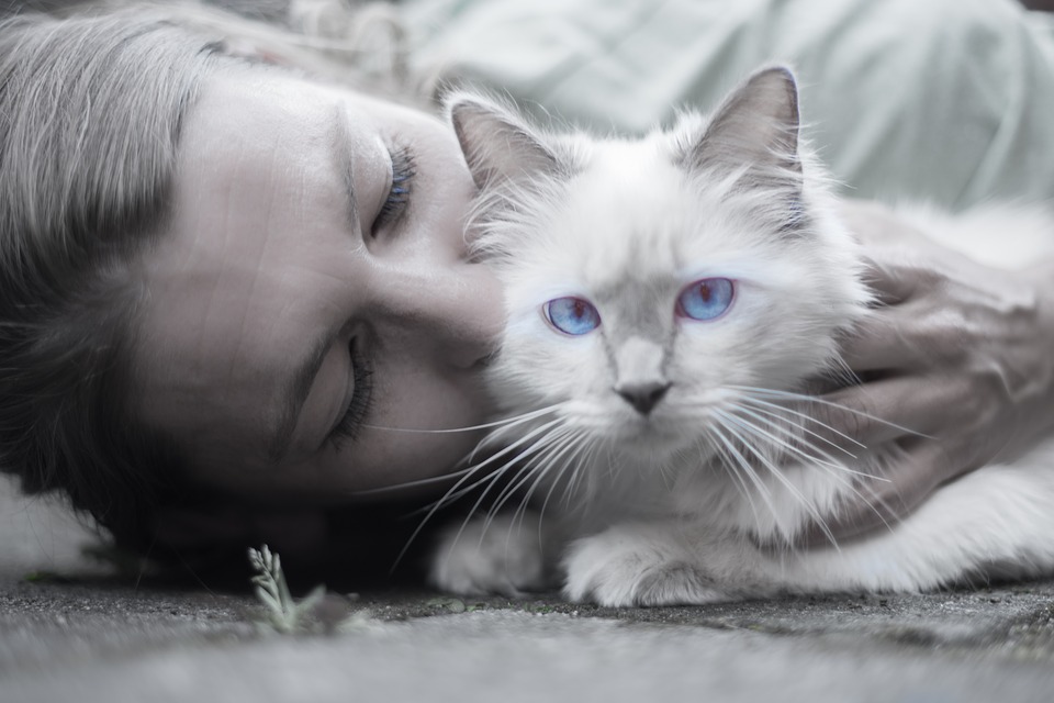 cat-1423844_960_720