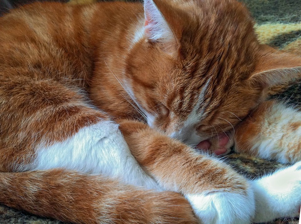 cat-1614734_960_720