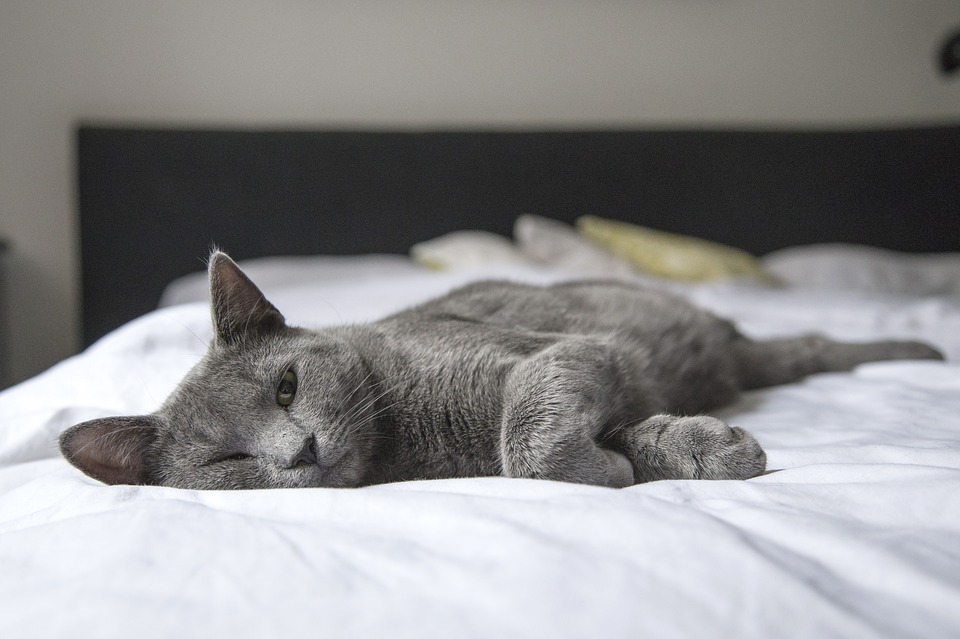 cat-1818927_960_720