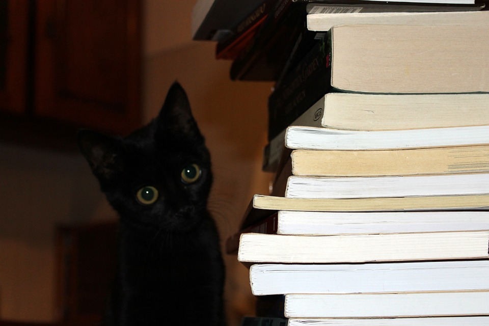cat-248548_960_720