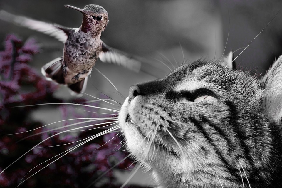 cat-861105_960_720