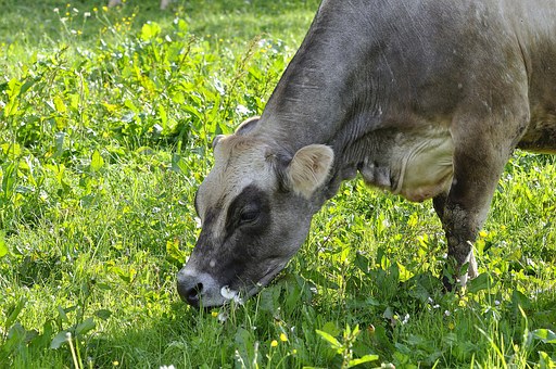 cow-789602__340