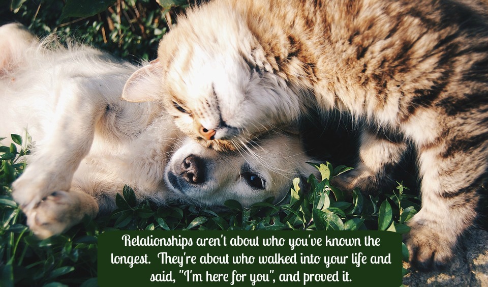 friends-1149841_960_720